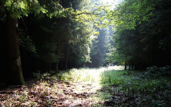 Waldweg im Schwollener Wald